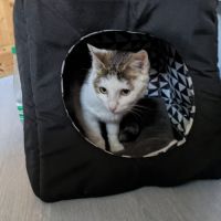 Petite chatte 1 an sympas stérilisée