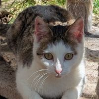 Petite chatte 1 an sympas stérilisée #2