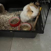 Cochon d’inde femelle #1