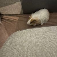 Cochon d’inde femelle #0