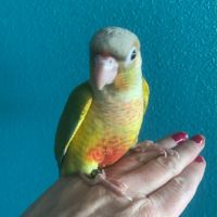 Conure pyrrhura