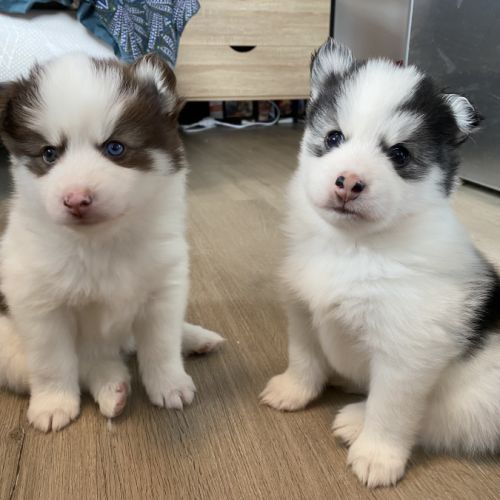 Chiots type pomsky #0