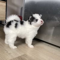 Chiots type pomsky #1