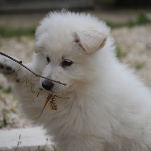 Male berger blanc suisse lof #3