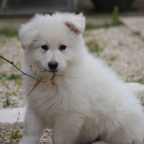 Male berger blanc suisse lof #0