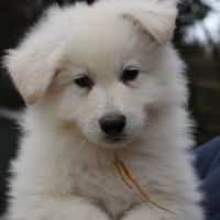 Male berger blanc suisse lof #1