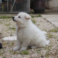 Male berger blanc suisse lof #2