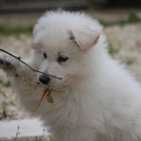 Male berger blanc suisse lof #3