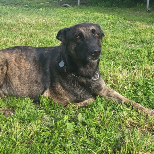 Donne contre bons soins chienne berger hollandais #2