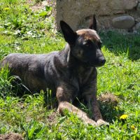 Donne contre bons soins chienne berger hollandais #0