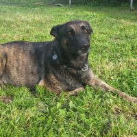 Donne contre bons soins chienne berger hollandais #2