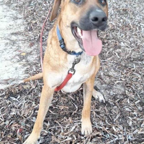 Guelia grand coeur sur pattes #2