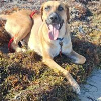 Guelia grand coeur sur pattes #0