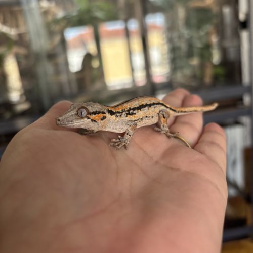 Gecko gargouille #1