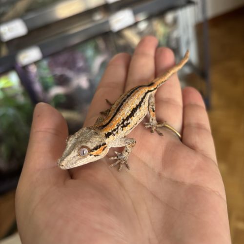 Gecko gargouille