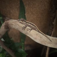 Gecko gargouille