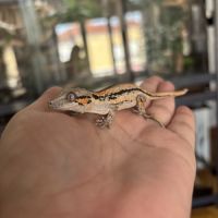 Gecko gargouille #1