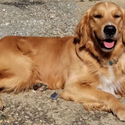 Magnifique golden retriever adulte #1