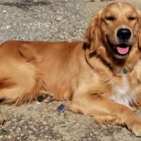 Magnifique golden retriever adulte #1