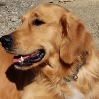 Magnifique golden retriever adulte