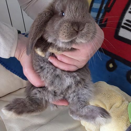 Lapin bélier géant français #2