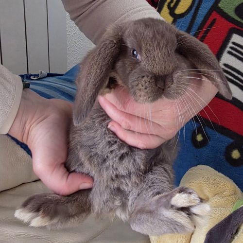 Lapin bélier géant français #3