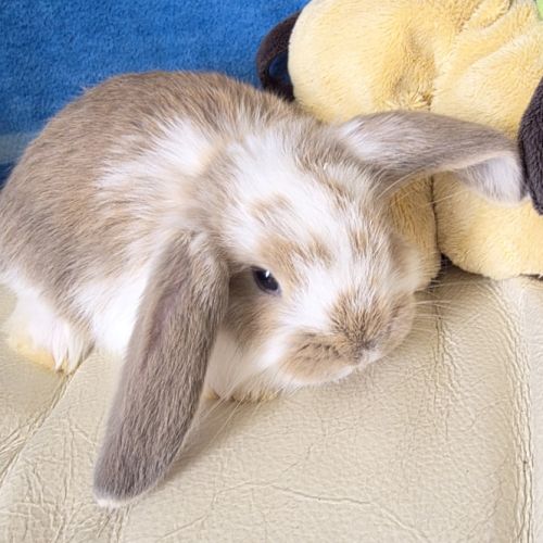 Lapin bélier géant français #5