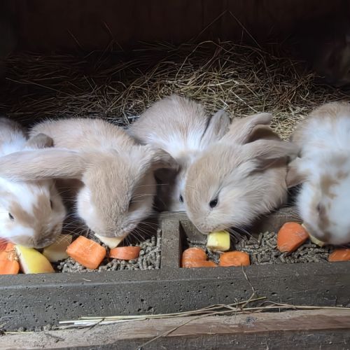 Lapin bélier géant français #6