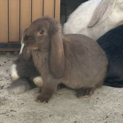 Lapin bélier géant français #9