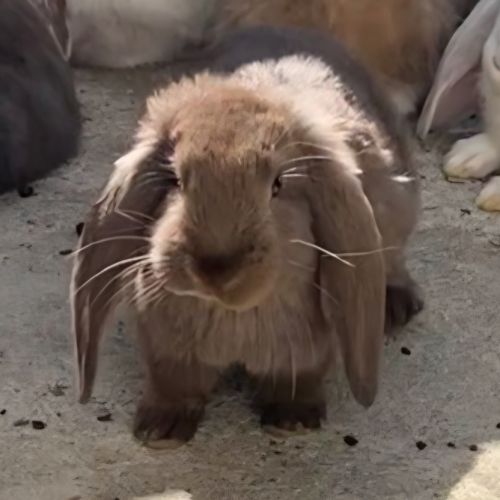 Lapin bélier géant français #10