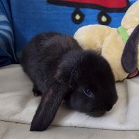 Lapin bélier géant français #1