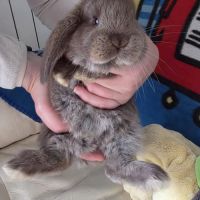 Lapin bélier géant français #2