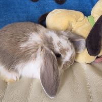 Lapin bélier géant français #4