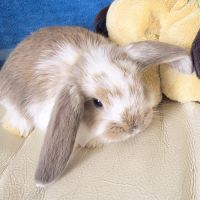 Lapin bélier géant français #5