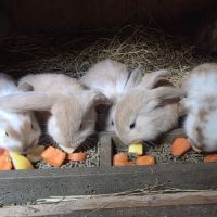 Lapin bélier géant français #6