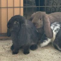 Lapin bélier géant français #0