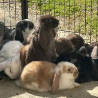 Lapin bélier géant français #8