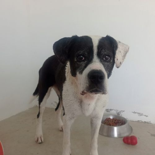 Pepa cherche sa famille pour la vie #3