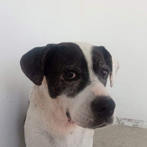 Pepa cherche sa famille pour la vie #7