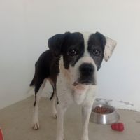 Pepa cherche sa famille pour la vie #3