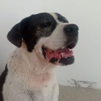 Pepa cherche sa famille pour la vie #4