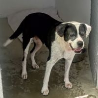 Pepa cherche sa famille pour la vie #5