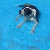 Pepa cherche sa famille pour la vie #6