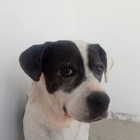 Pepa cherche sa famille pour la vie #7