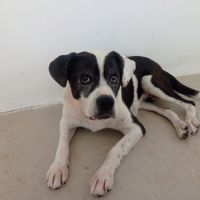 Pepa cherche sa famille pour la vie #8