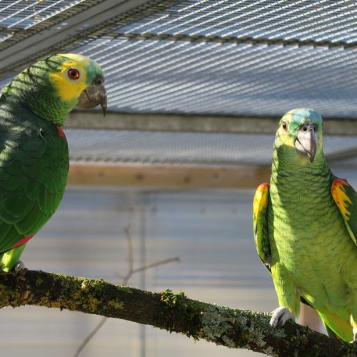 Couple reproducteur d'amazone à front bleu