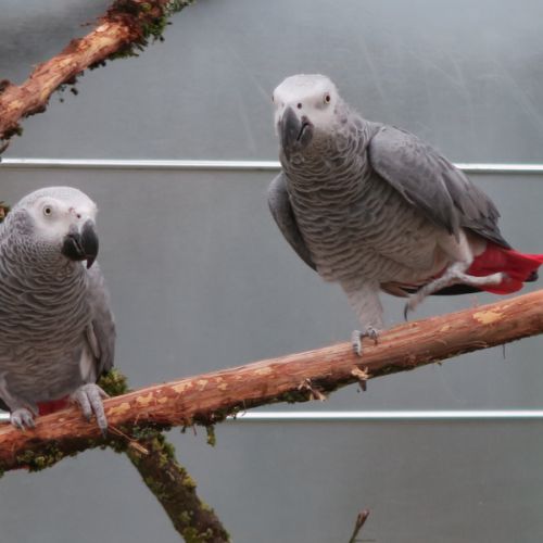 Couple reproducteur d'amazone à front bleu #4