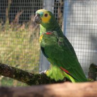 Couple reproducteur d'amazone à front bleu #2