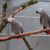 Couple reproducteur d'amazone à front bleu #3