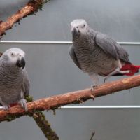 Couple reproducteur d'amazone à front bleu #4